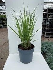 Panicum virgatum 'Northwind' Elegrass, D 23