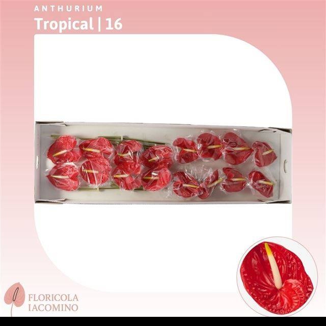 Антуриум Тропикал, шт.