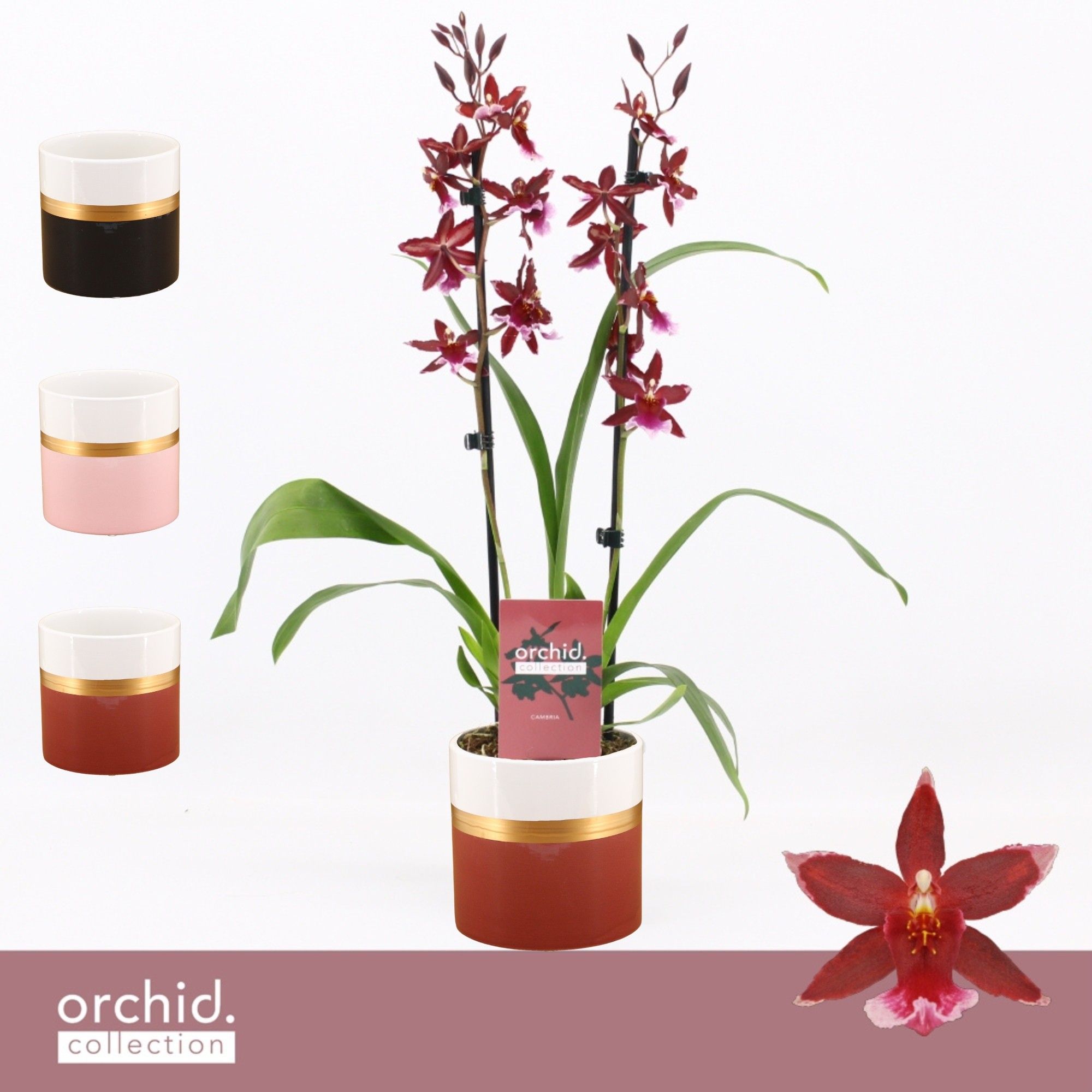 Barrocco Red, 2-spike in Dolomite Horizon 'Orchid Collection', D 12