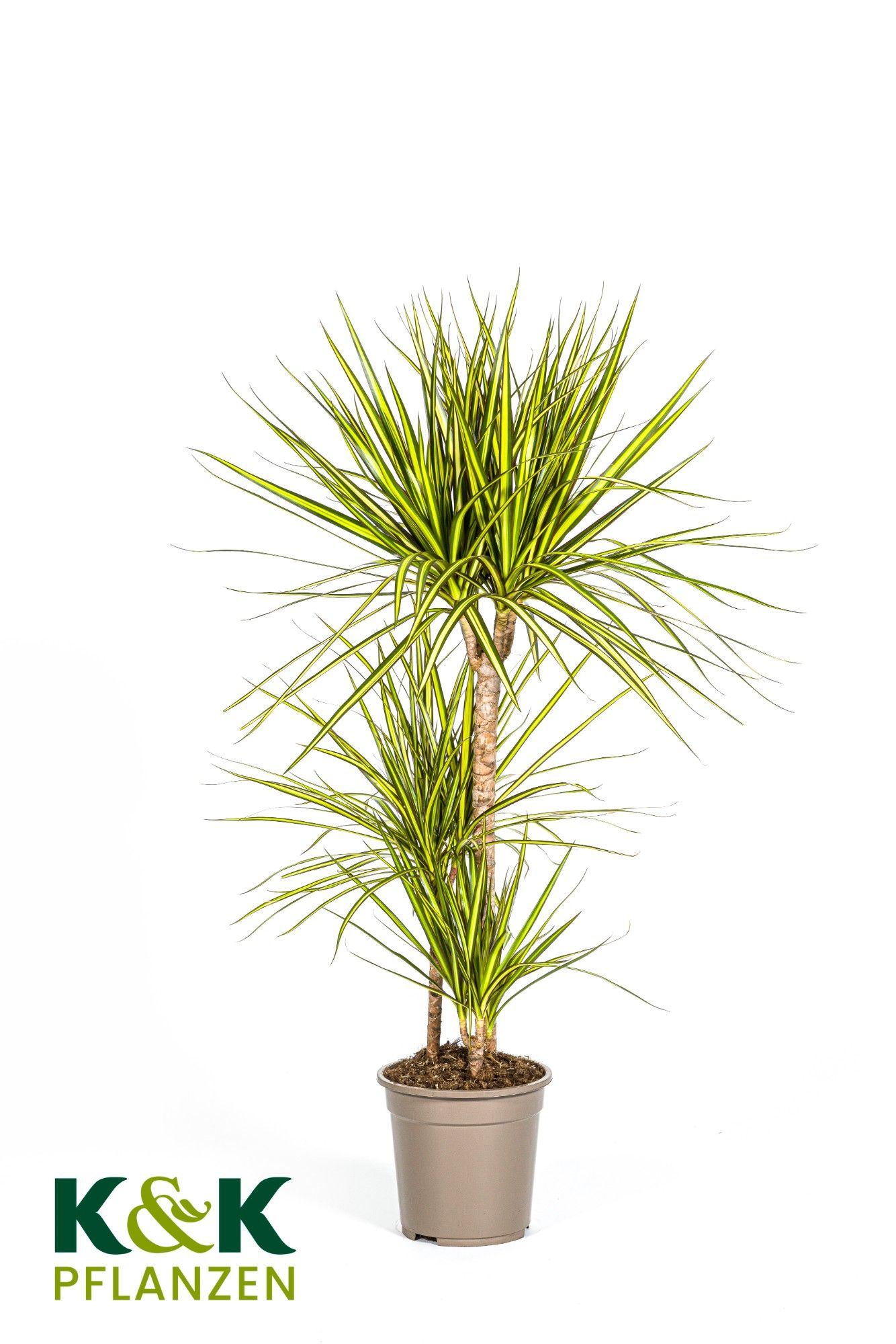 Dracaena Marginata Sunray T21, D 21