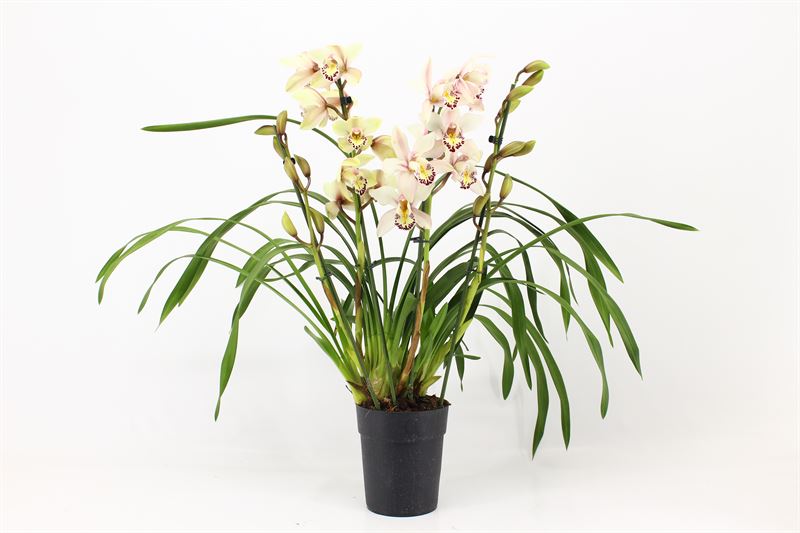 Cymbidium p14 Little Stef 4T, D 14 cm