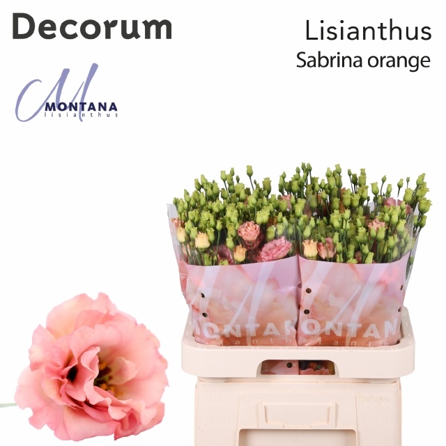 Эустома Сабрина Оранж 70 (оранж.), шт.