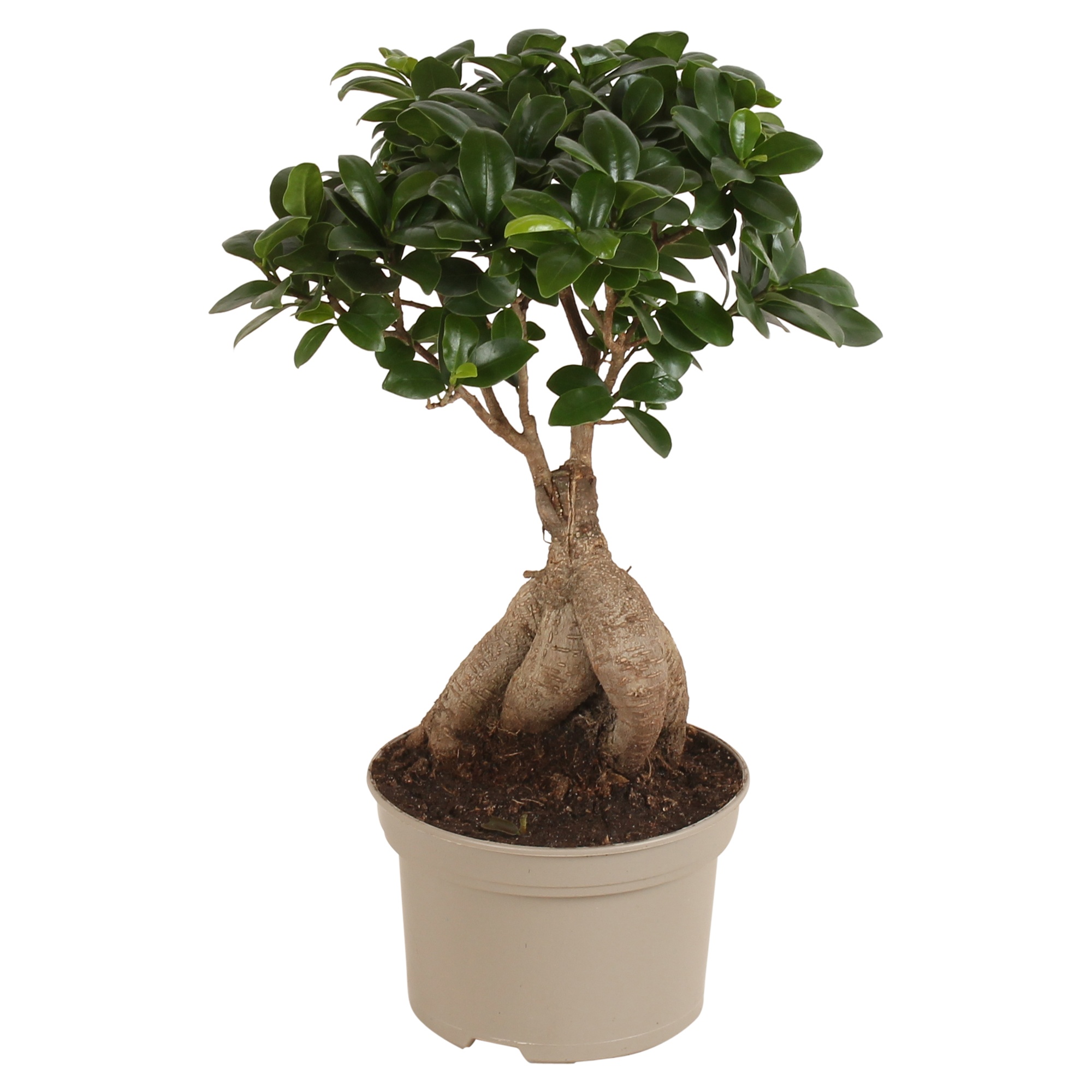 Ficus m. Ginseng pot ø15cm Carbon Free pot, D 15