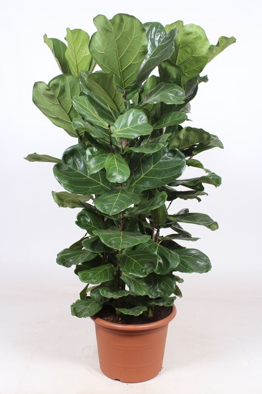 Ficus Lyrata 4 per pot, D 45