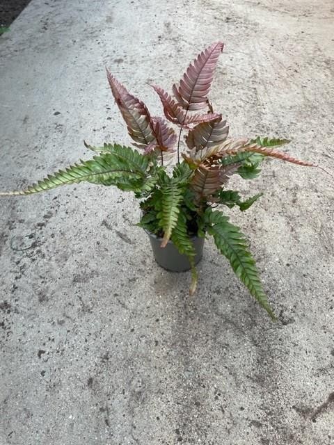 PTERIS QUADRIAURITA 'TRICOLOR', D 11 cm