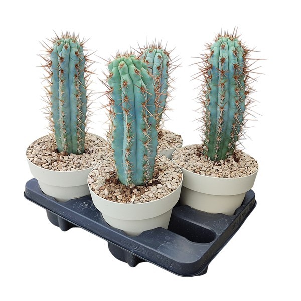 BROWNINGIA HERTLINGIANA - POT Ø 16 - TRAY 4 PCS (CACTUS), D 16