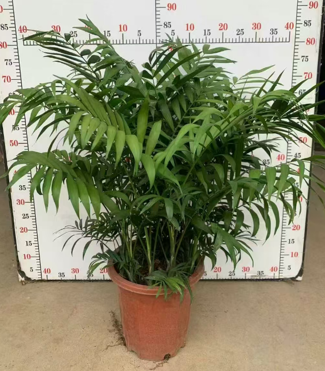 Дипсис Премиум Миниачер Коконат 30 95