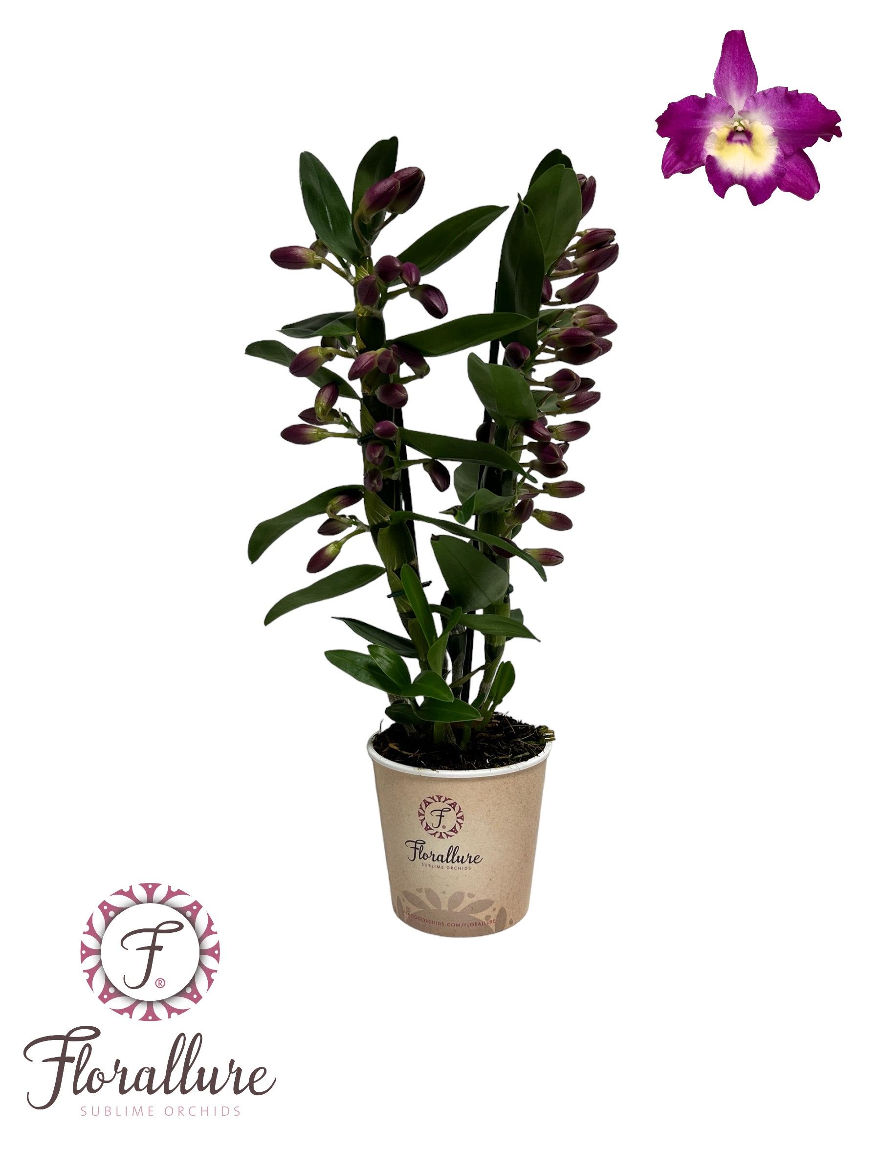 Dendrobium Nobile Bouquet Purple Rain 2 stam 14+ tros Florallure, D 12