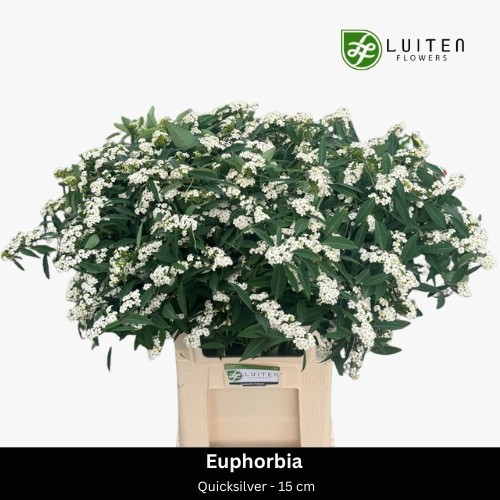 Эуфорбия куст. Квиксильвер 80, шт.