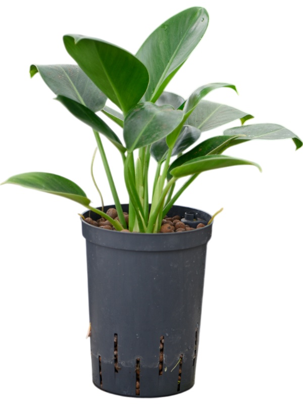 Philodendron 'Green Congo', D 15