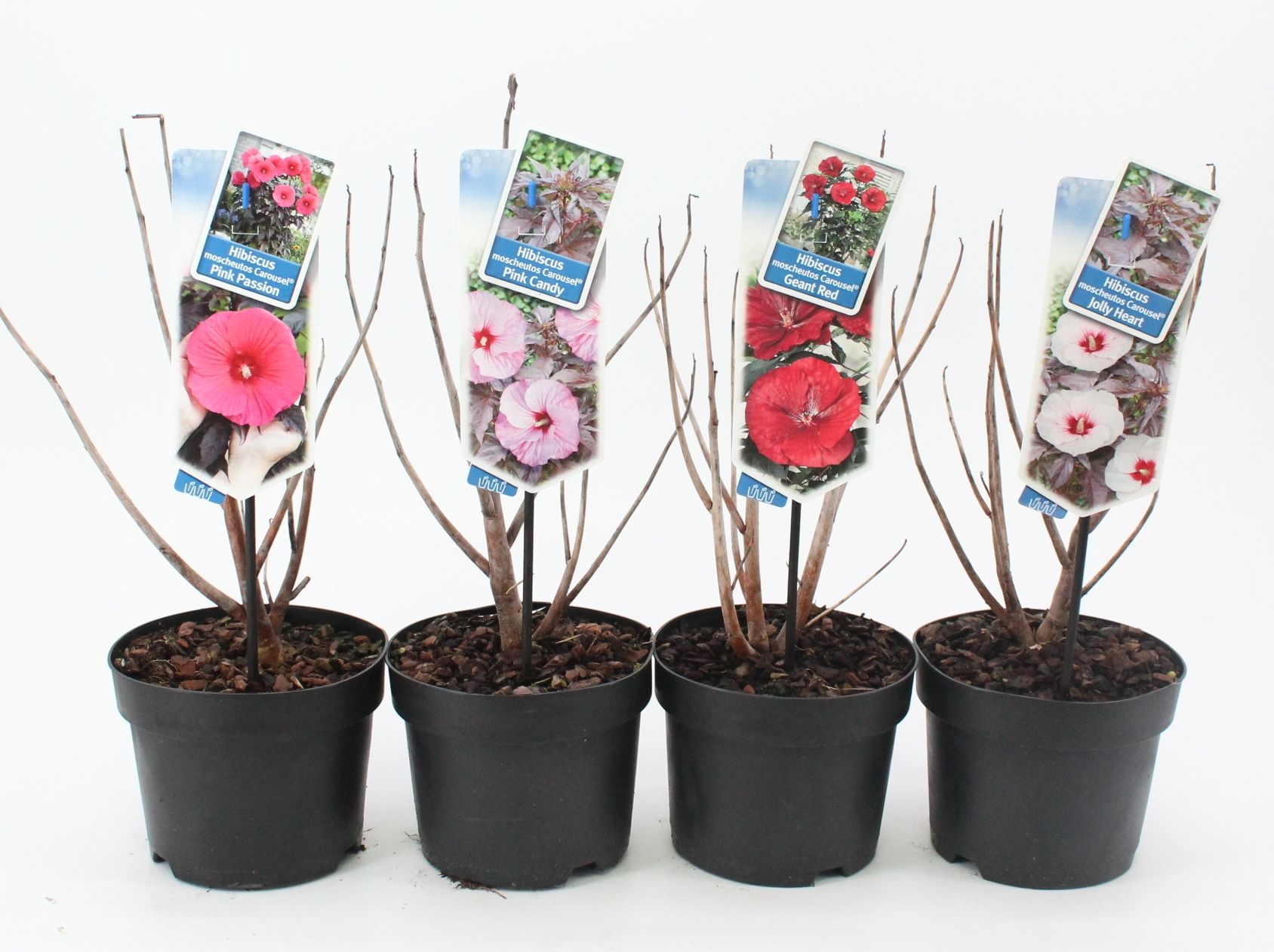 Hibiscus Carousel mix P17 (minimum order one layer), D 17