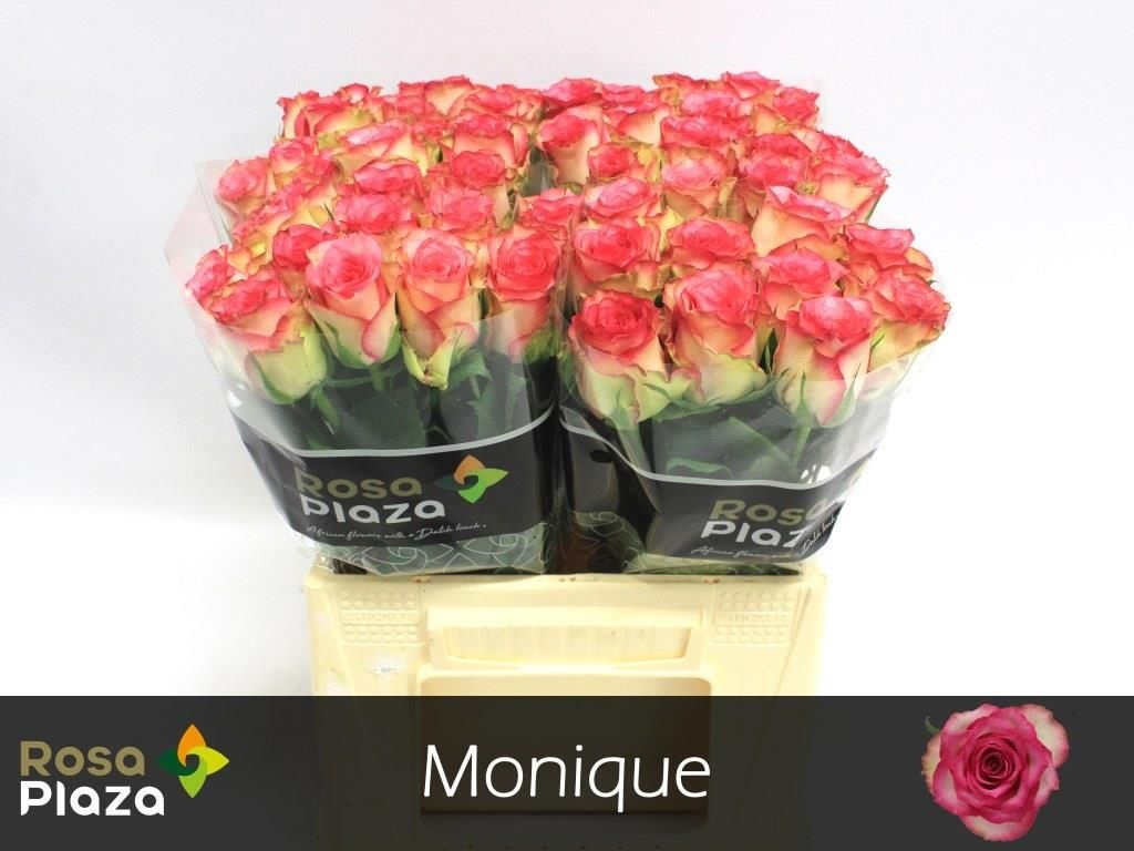 Роза од. Моник 40, шт.