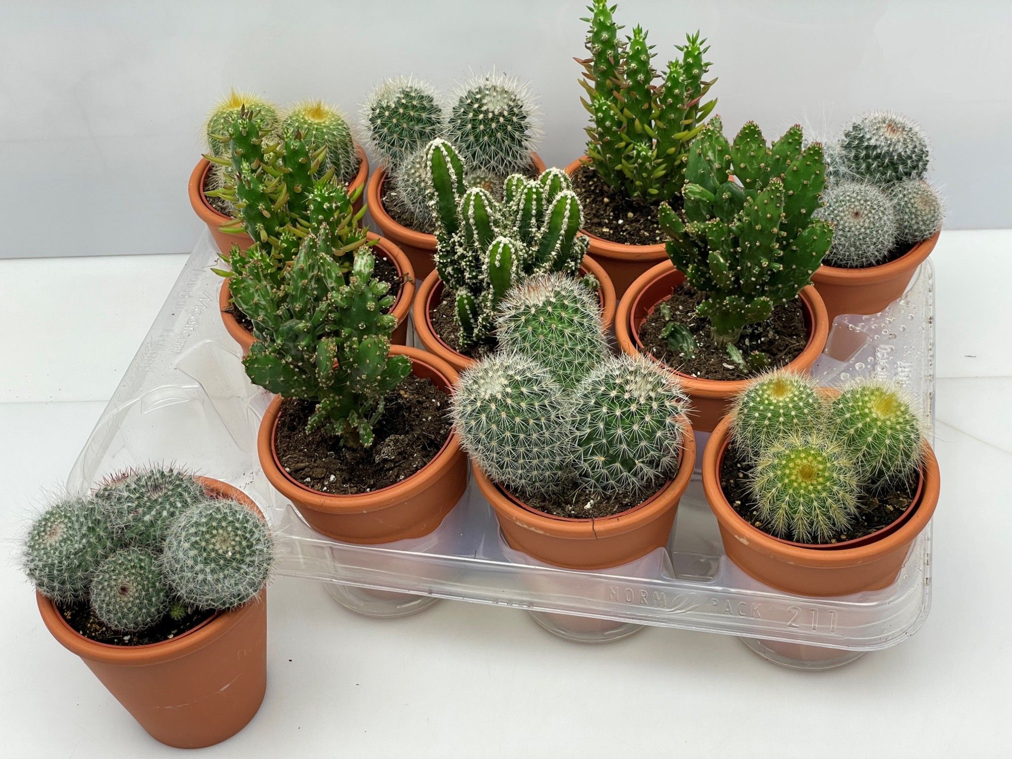Engeland art.993 cactus rozenpot 8,5 cm, D 9,5