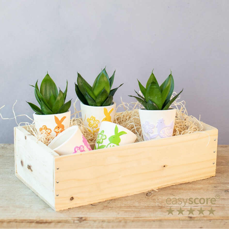 SANSEVIERIA MIX 30605000 Easter Creation, D 6 cm