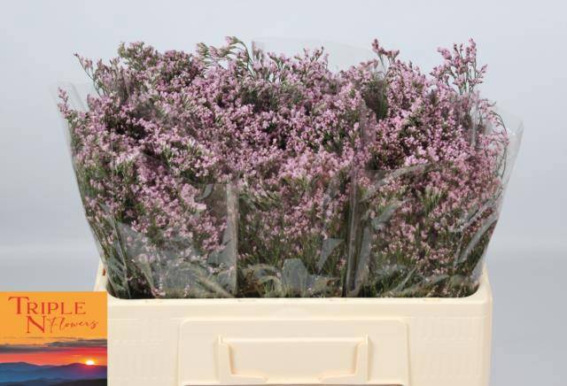 Лимониум Сафора Оши Пинк 50, шт.