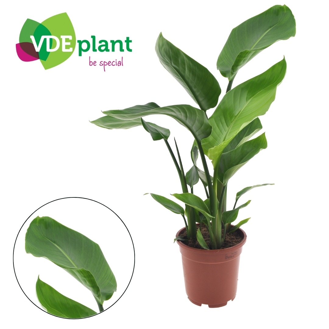 Strelitzia 17cm, D 17