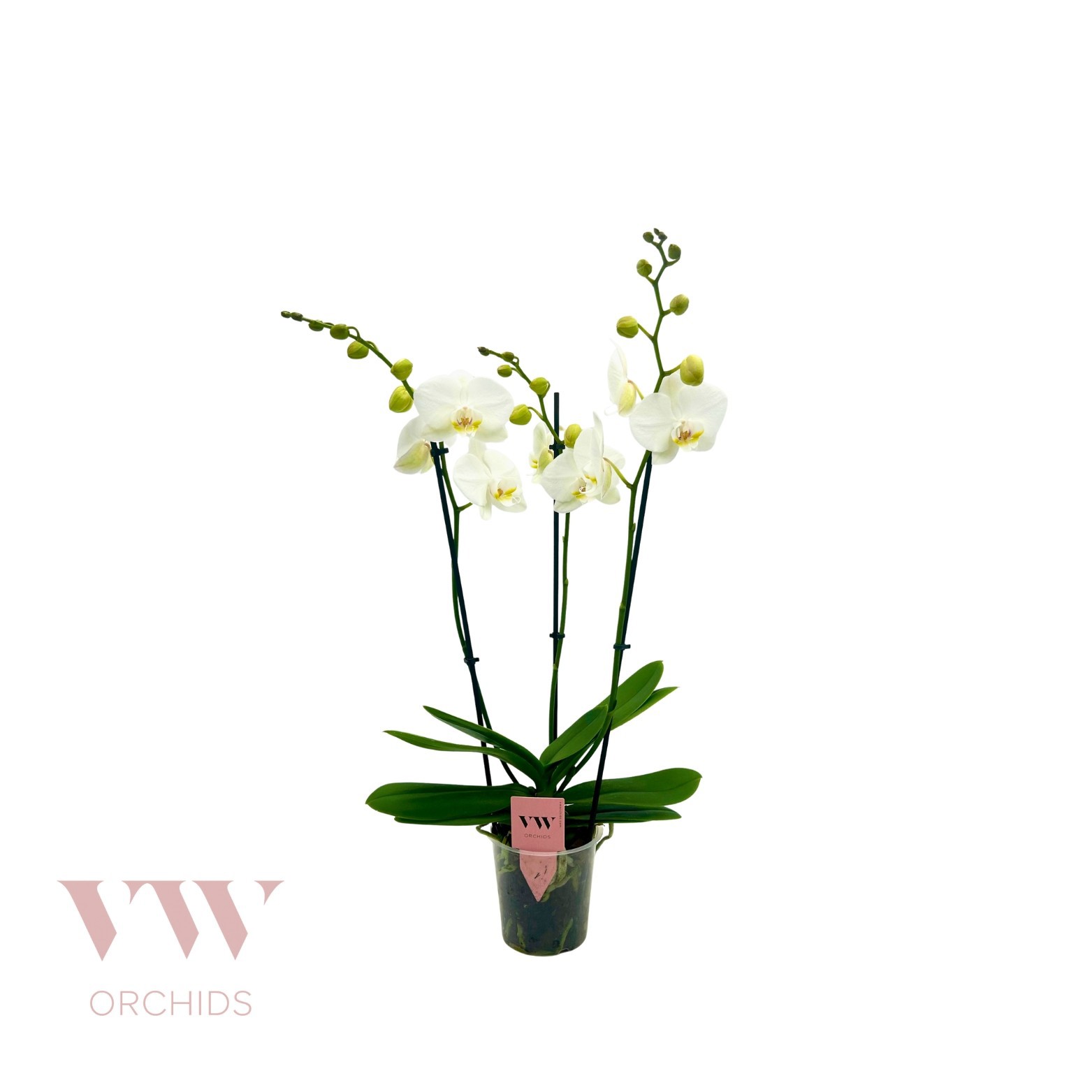 Phalaenopsis Inverness 3 Tak, D 12