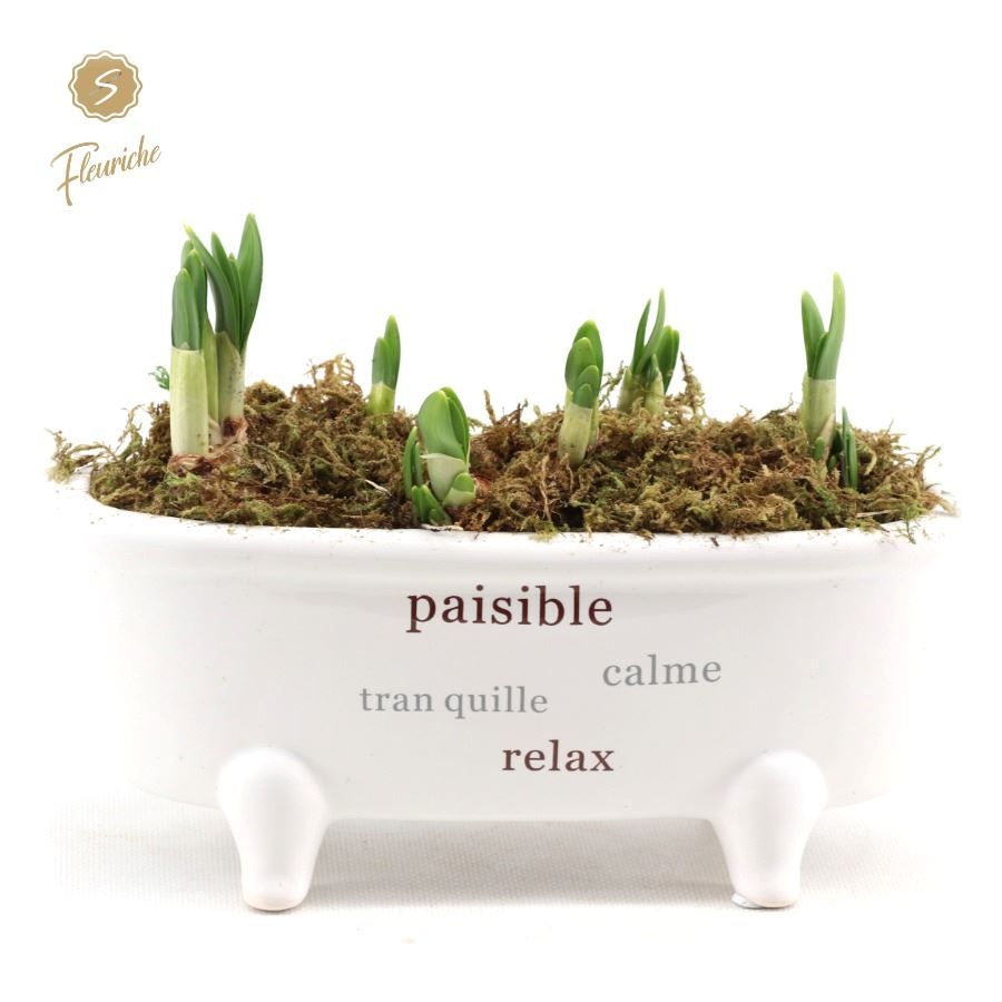 (3904) Narcissus Bathtub 3PP Mos, D 24 cm