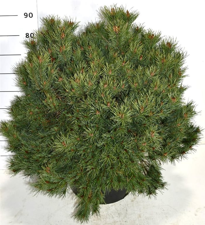 Pinus sylv. 'Martham', D 48