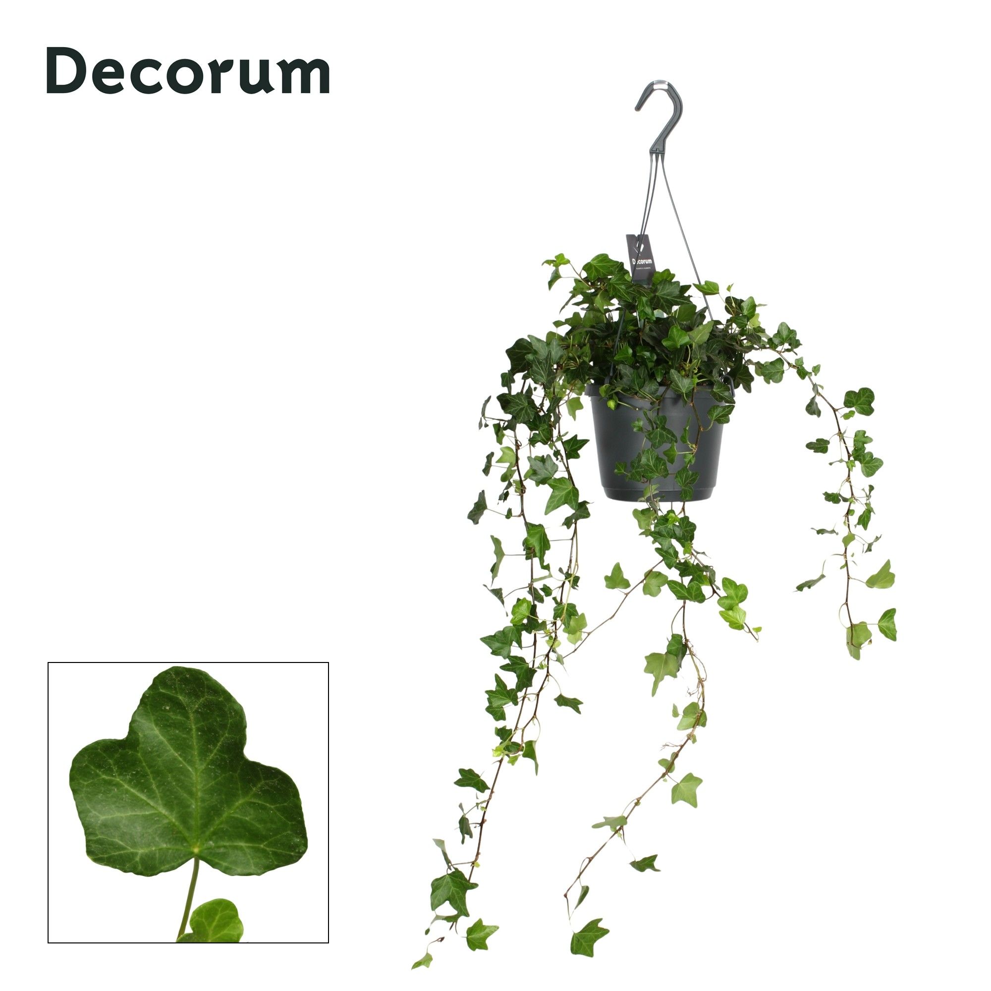 Hedera Helix Wonder, D 17