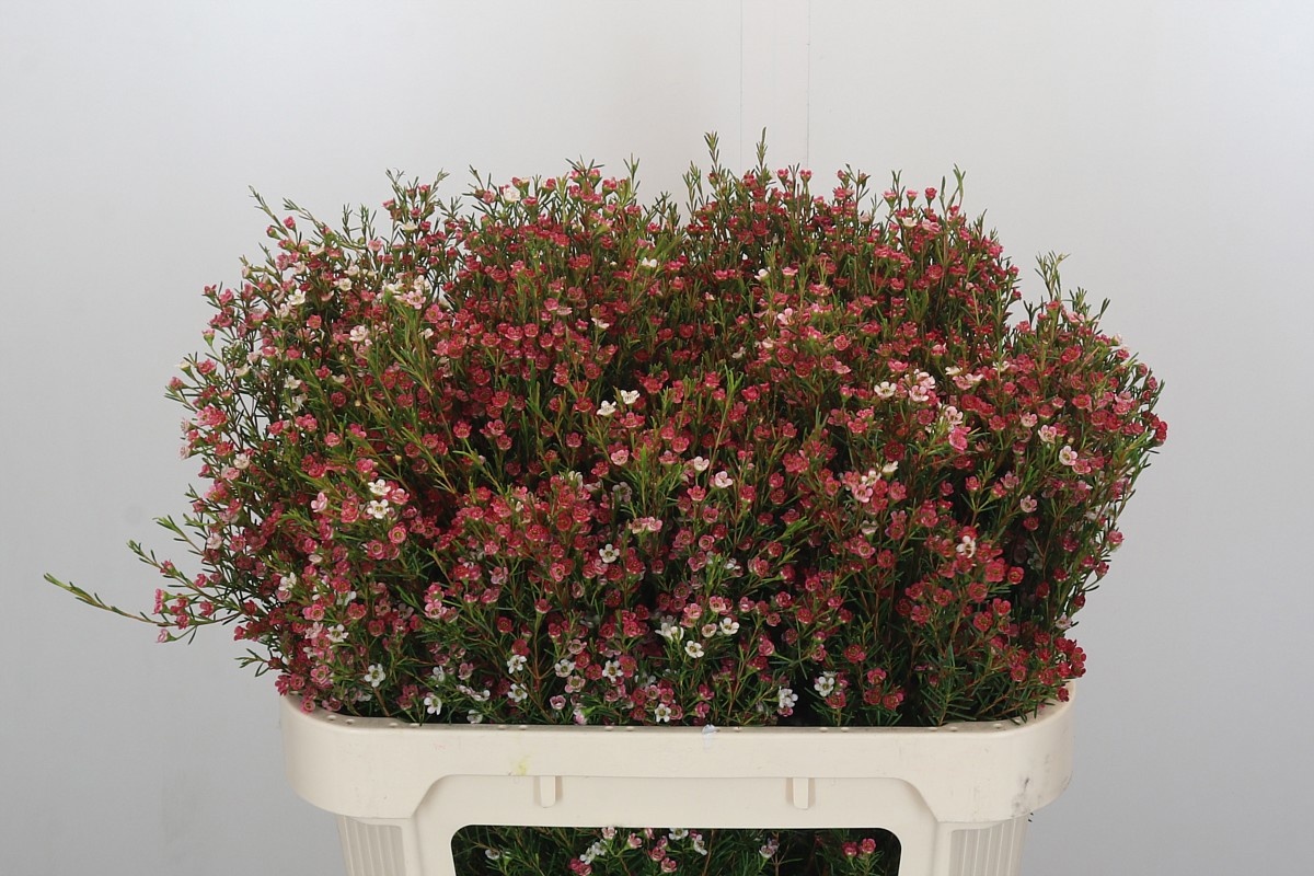 Шамелациум Май Свит Сикстин 70, шт.