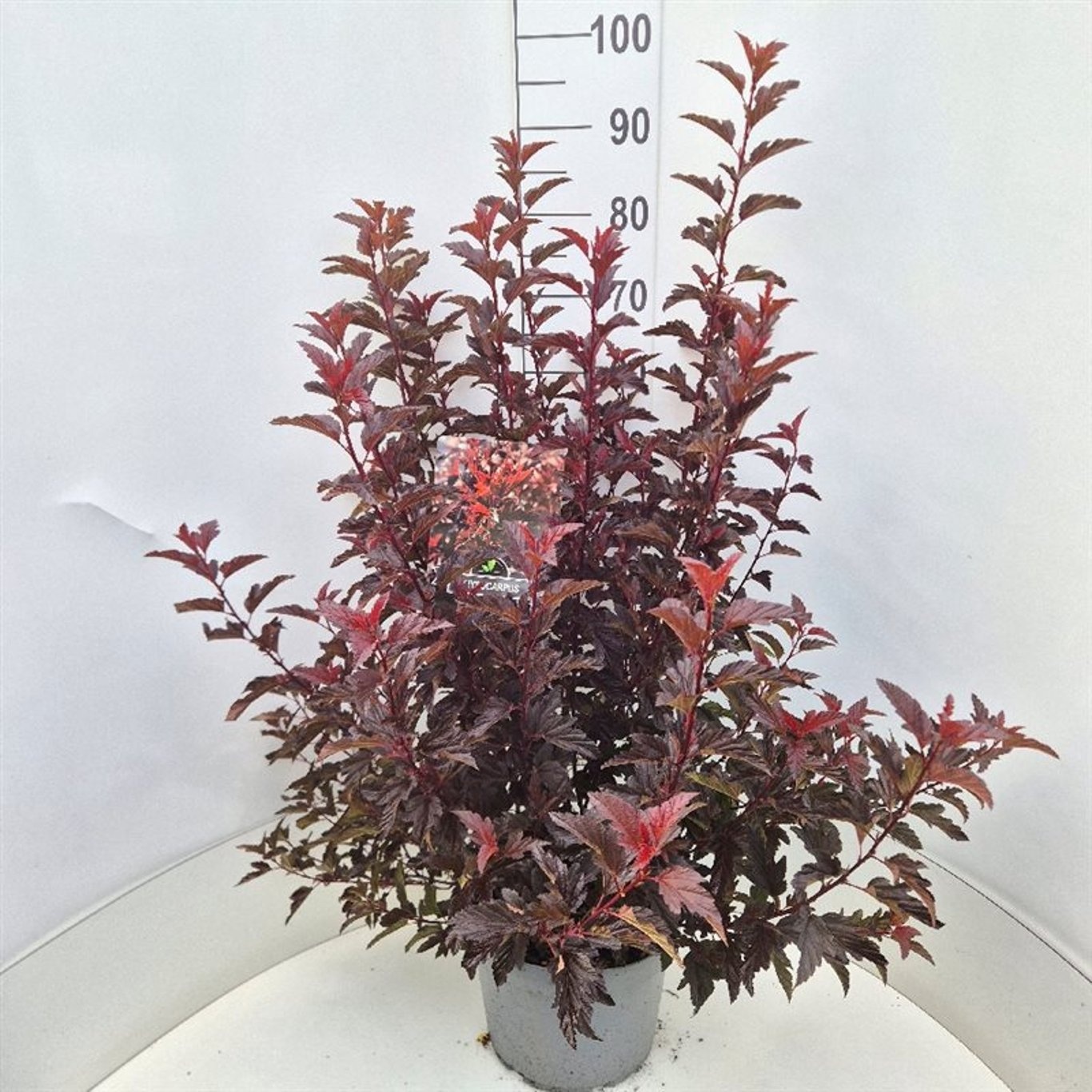 Physocarpus opulif. All Black, D 28