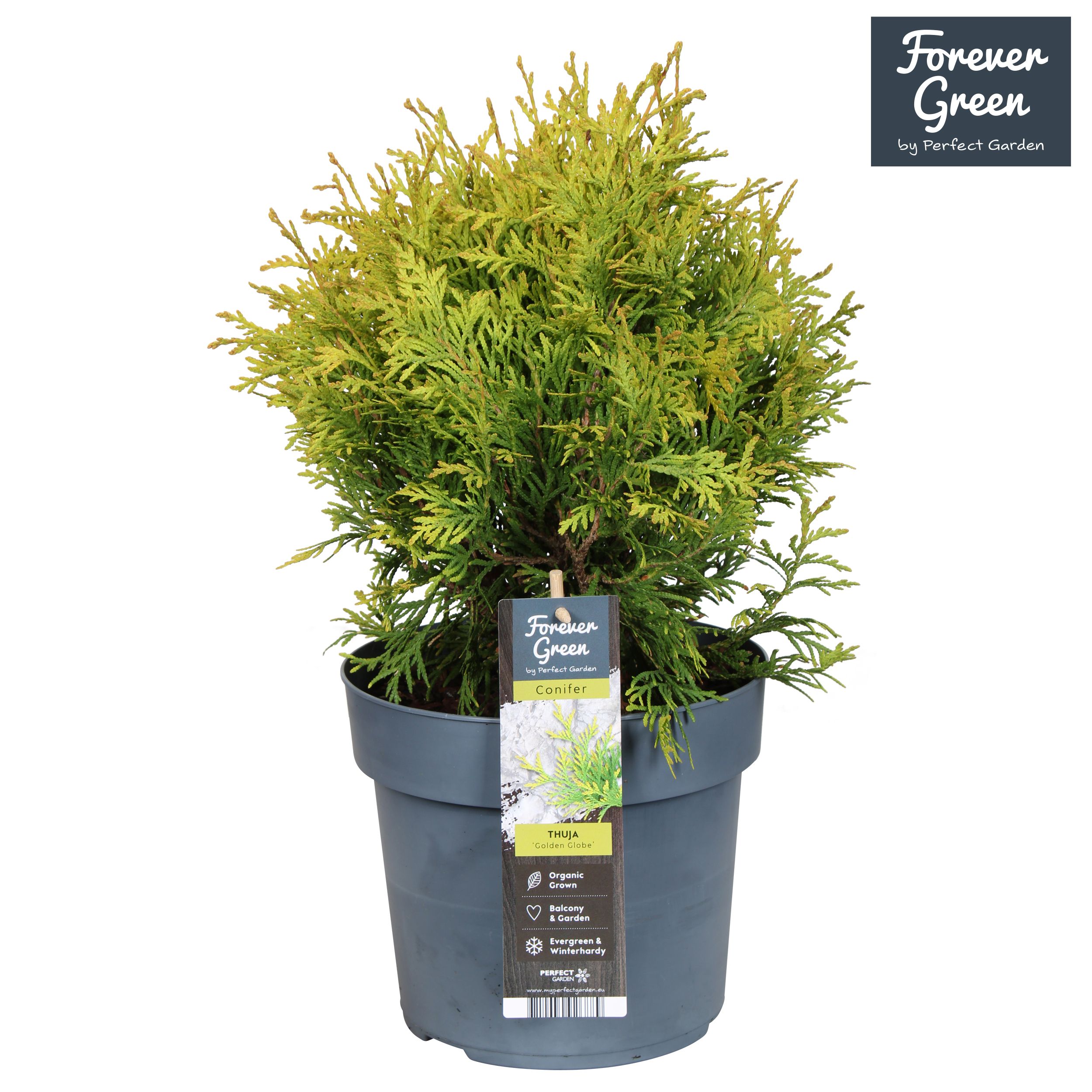 Thuja occidentalis 'Golden Globe' P19, D 19 cm