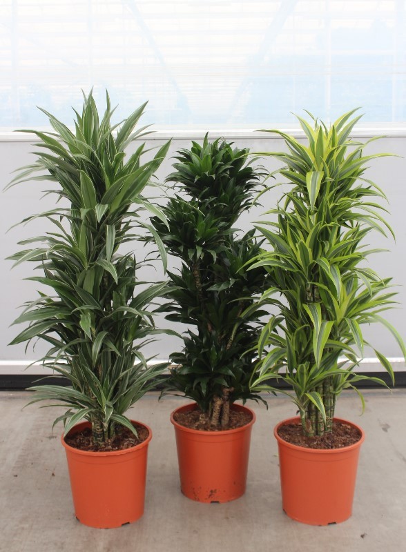 Dracaena fragrans mixkar 30, D 30 cm