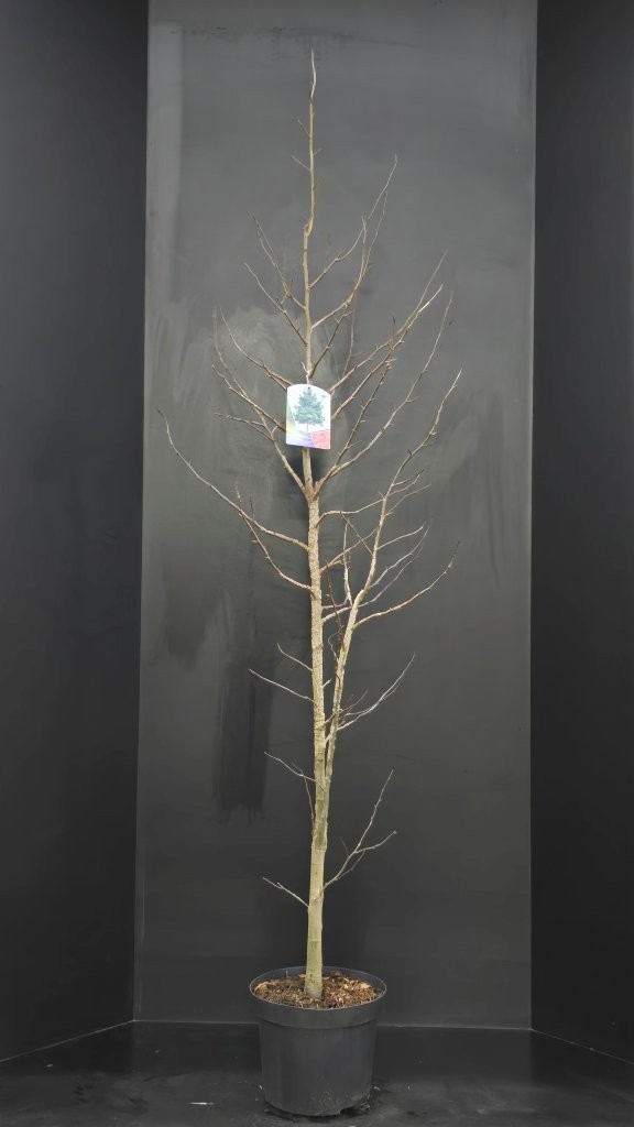 Liquidambar styraciflua, D 29