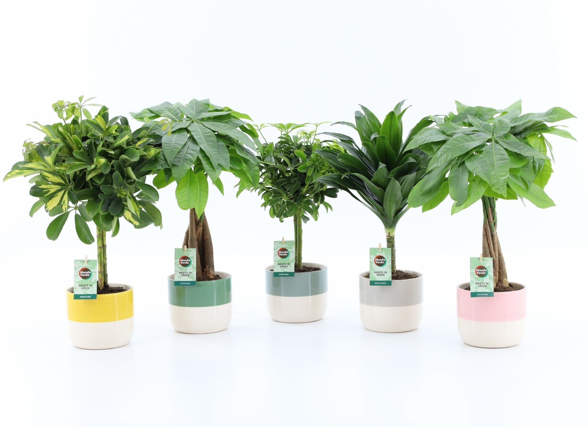 Stammenmix in Two Tone keramiek, D 13