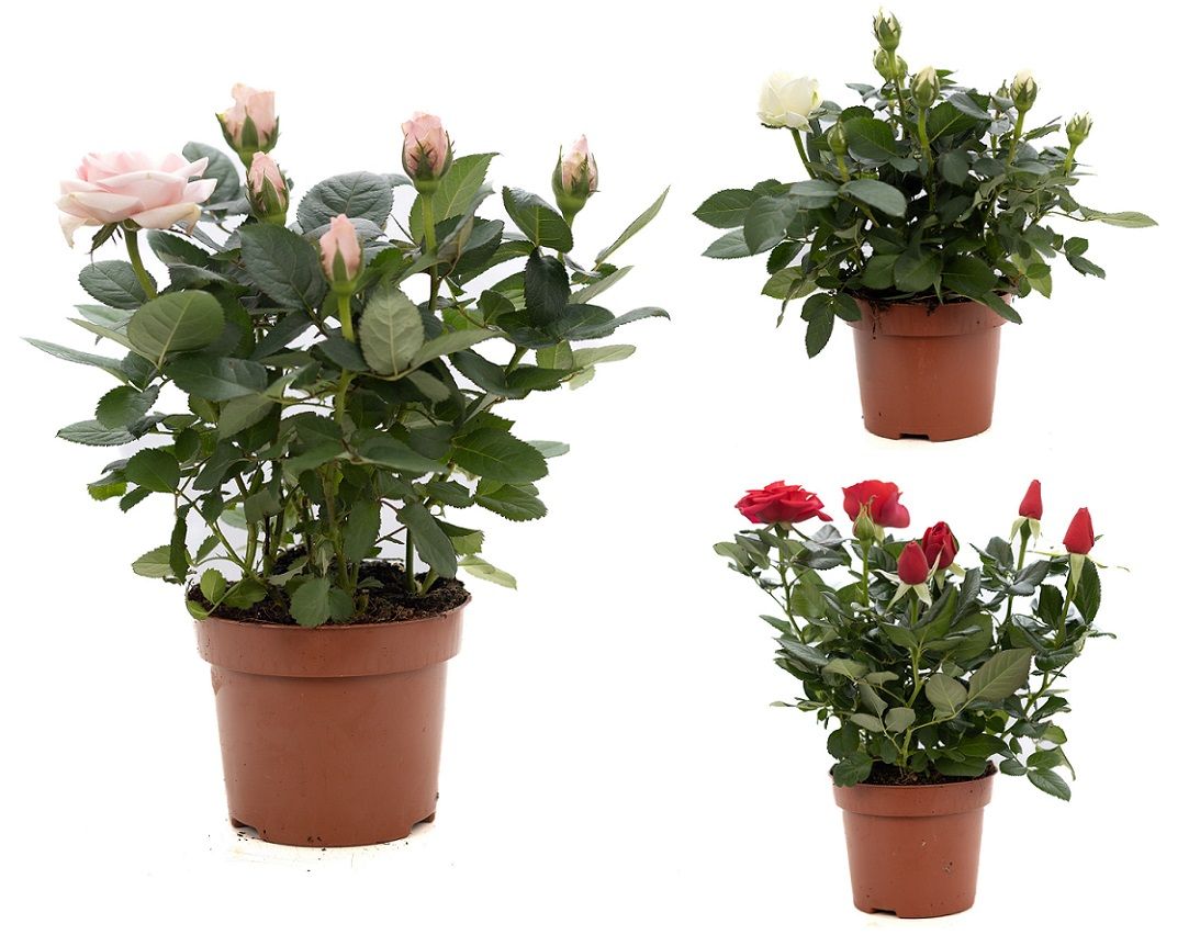 Rosa gemengd P&PURE Collection, D 12