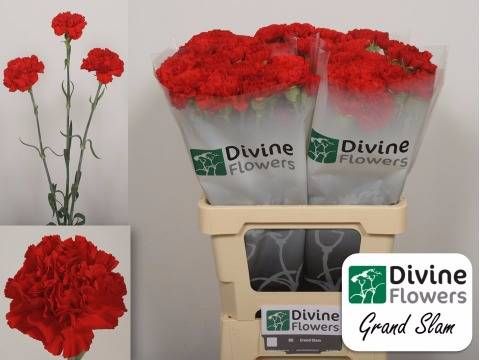 Диантус од. Гранд Слэм, шт.