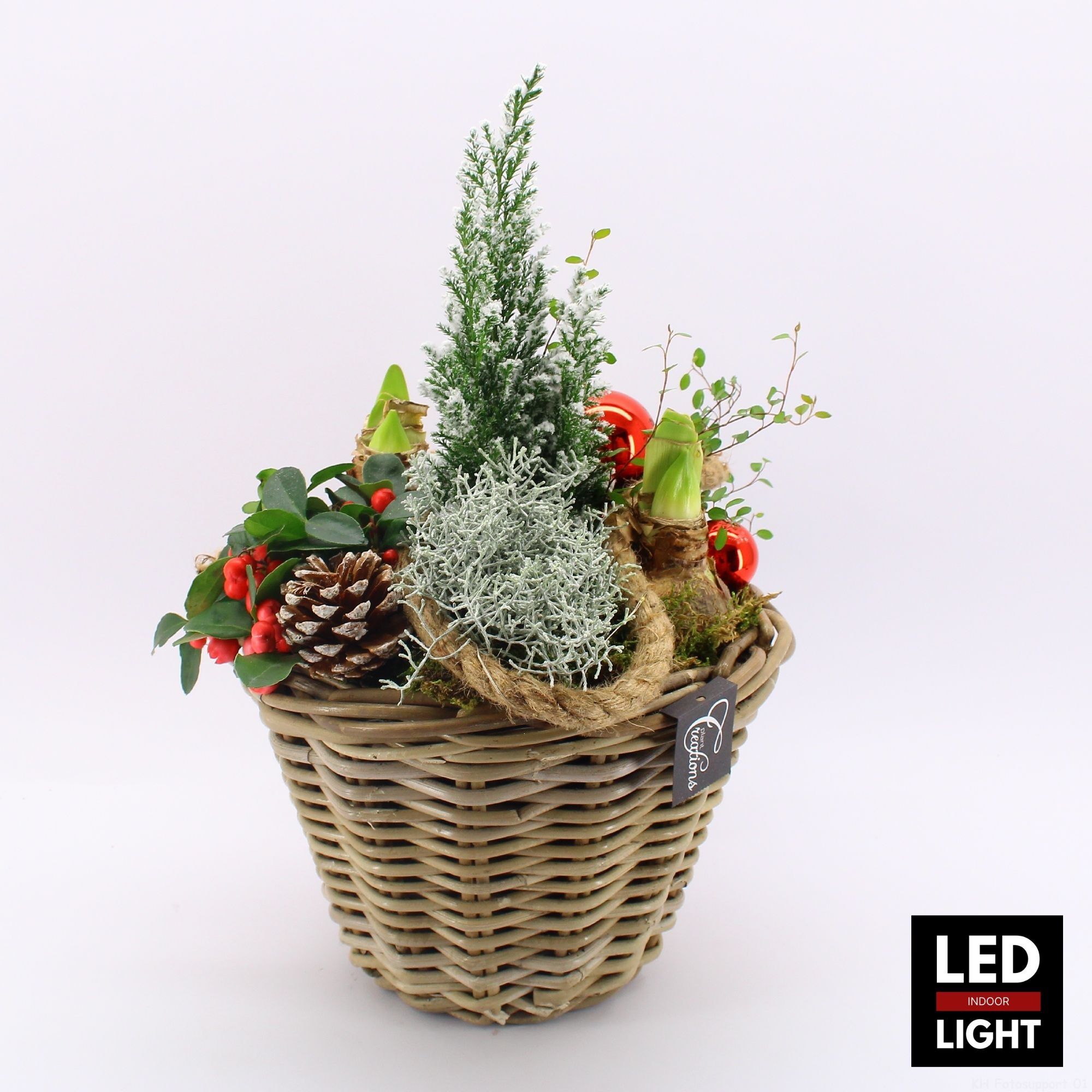 GACR-2515LED Gaultheria creatie, D 29 cm