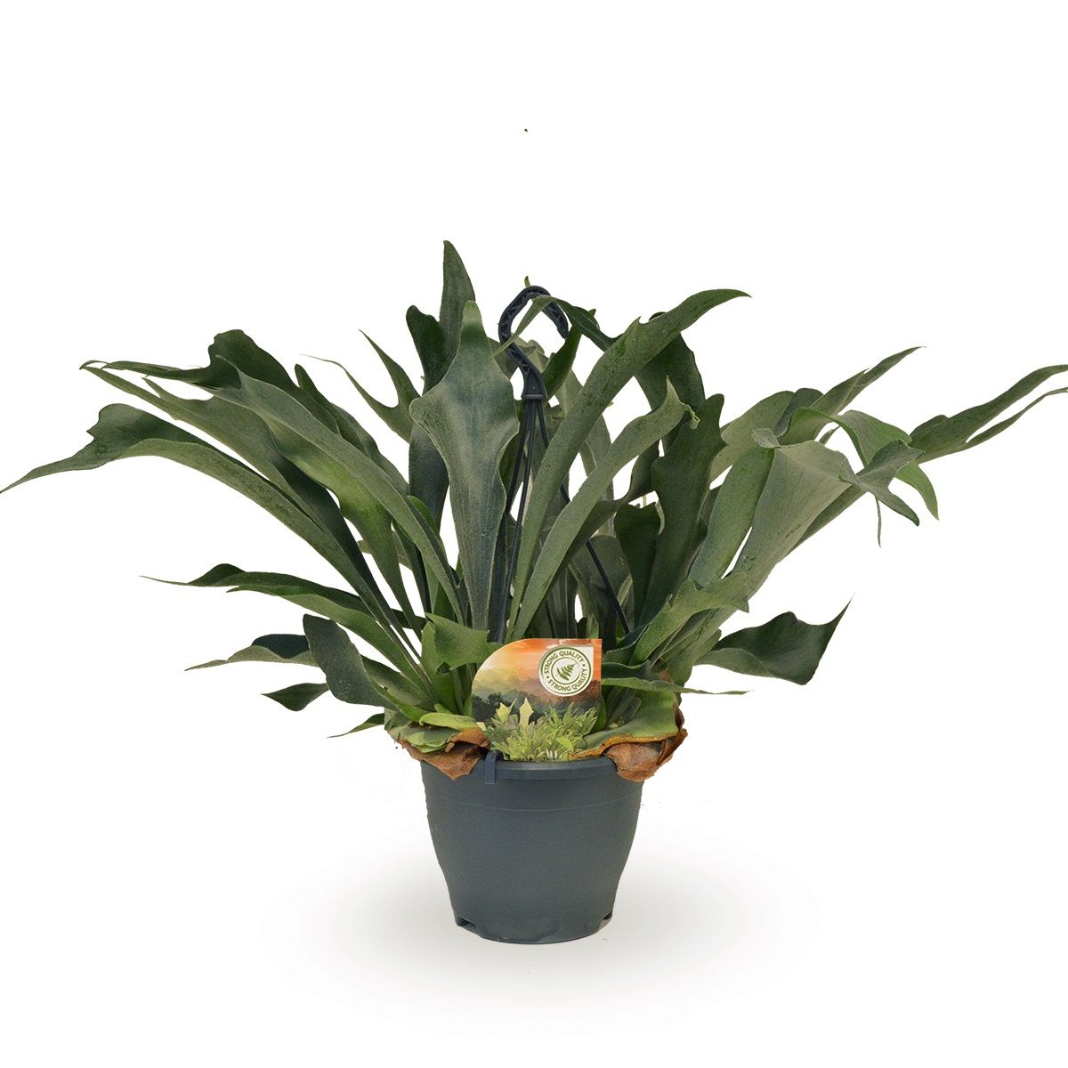 Platycerium bifurcatum hangpot, D 20