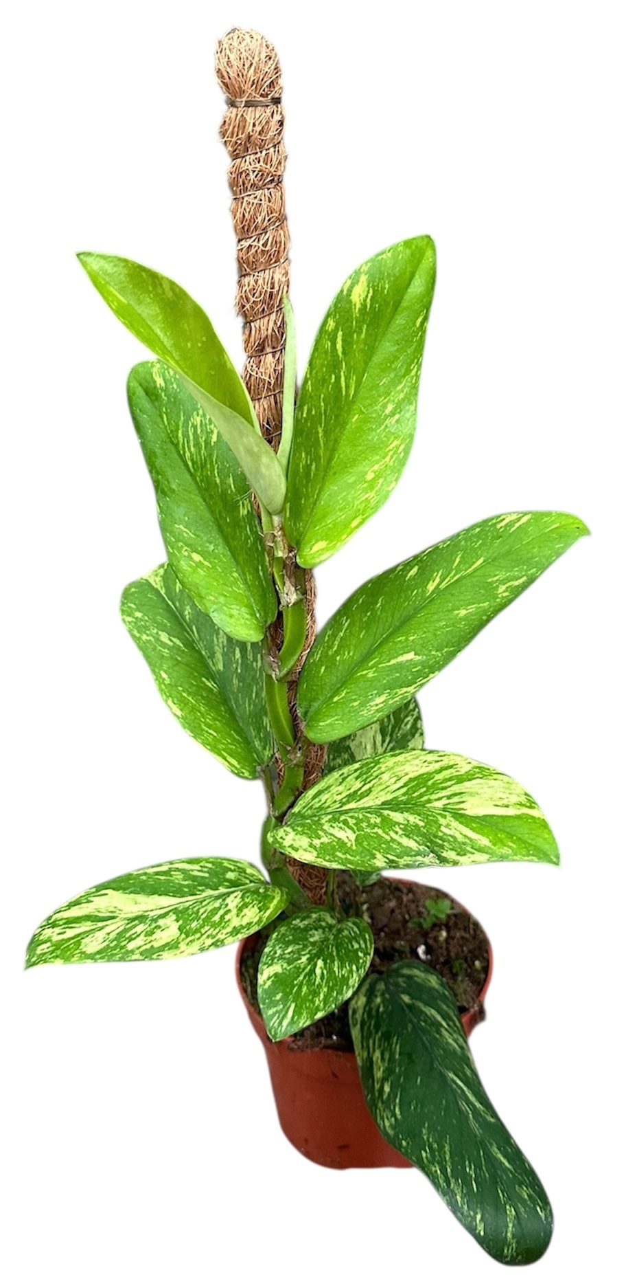 Rhaphidophora Elliptica Aurea, D 10,5