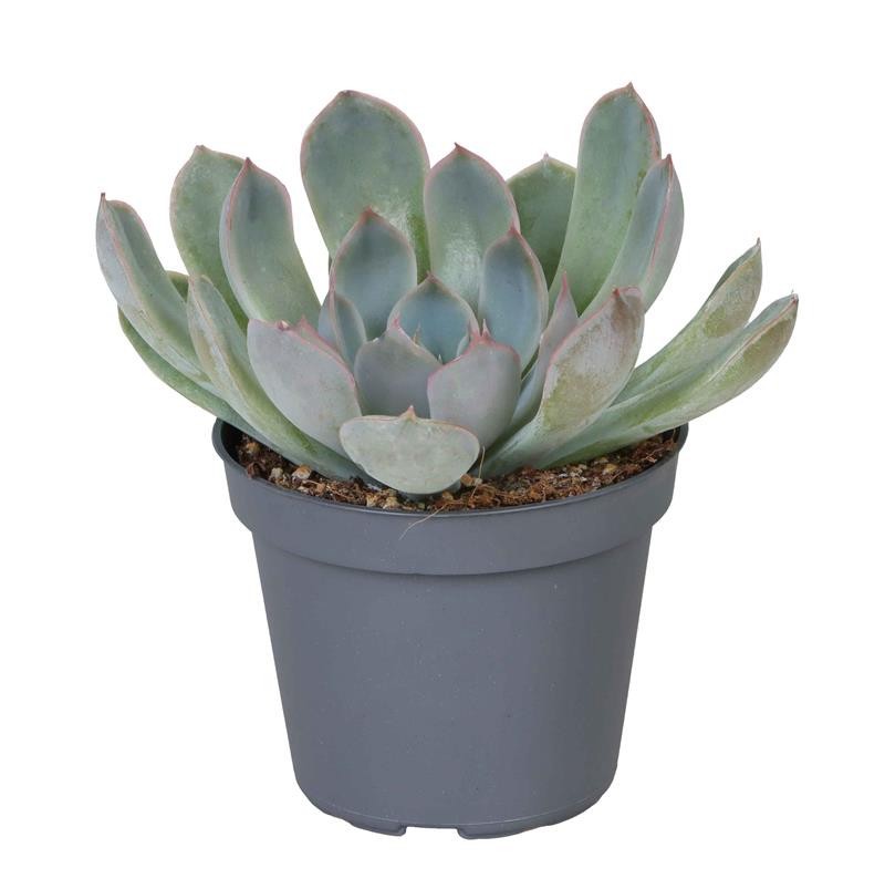 ECHEVERIA HYBRID 'PINK EDGE', D 6 cm
