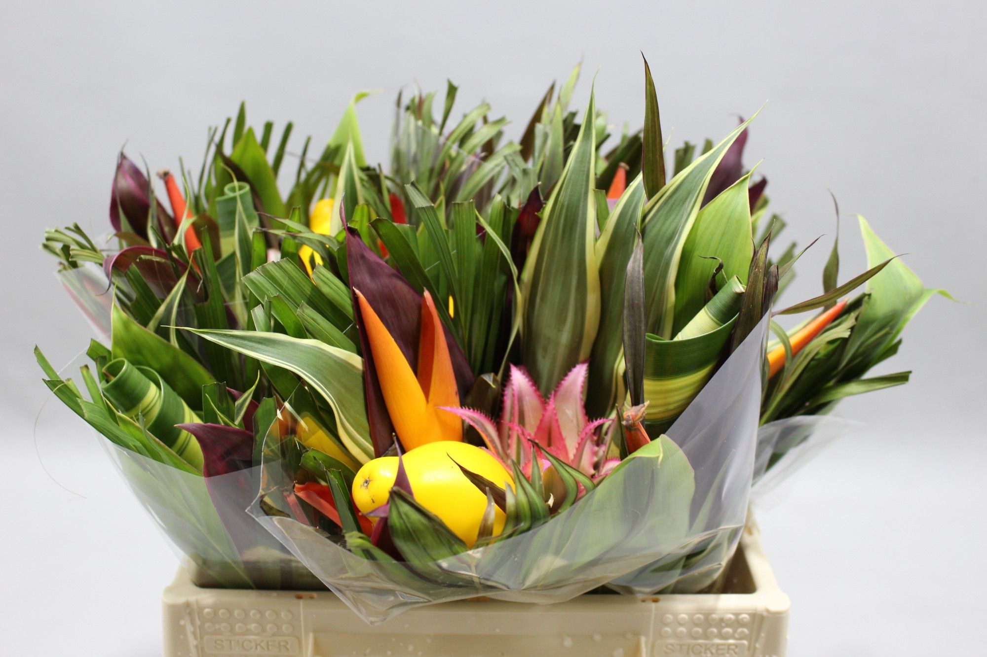 Геликония Овериг 35, шт.