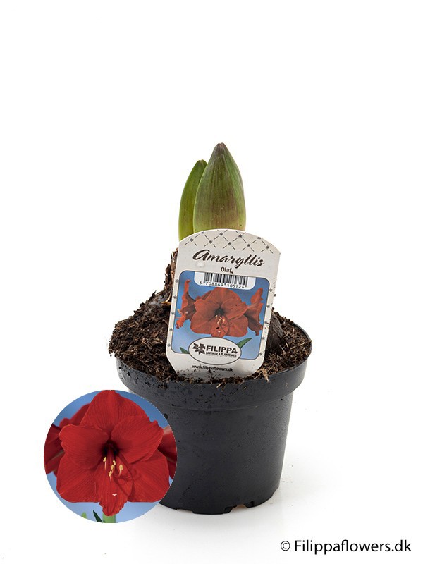 HIPPEASTRUM-HYBRID OLAF RED, D 13 cm