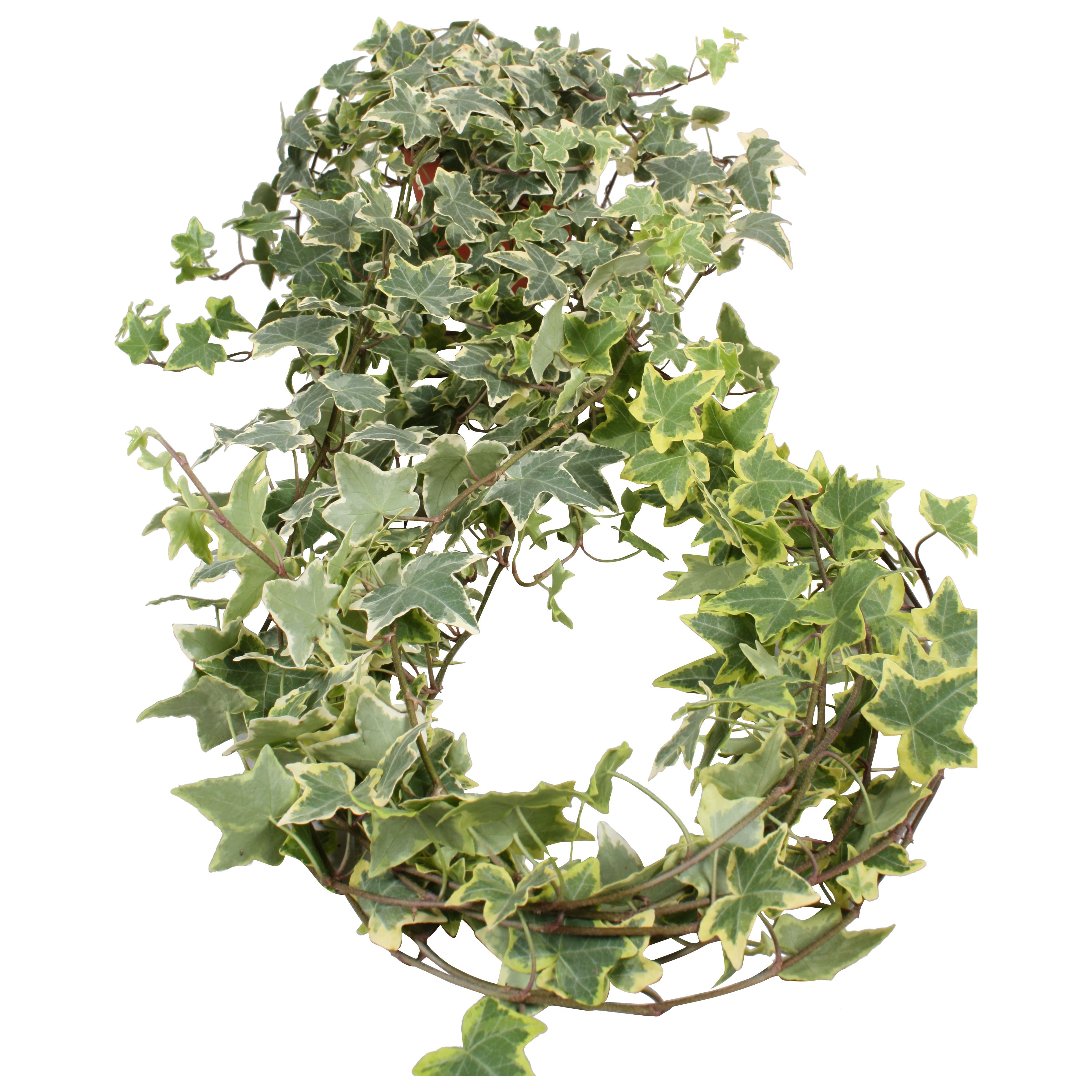 Hedera helix Gold Child lange plant, D 13