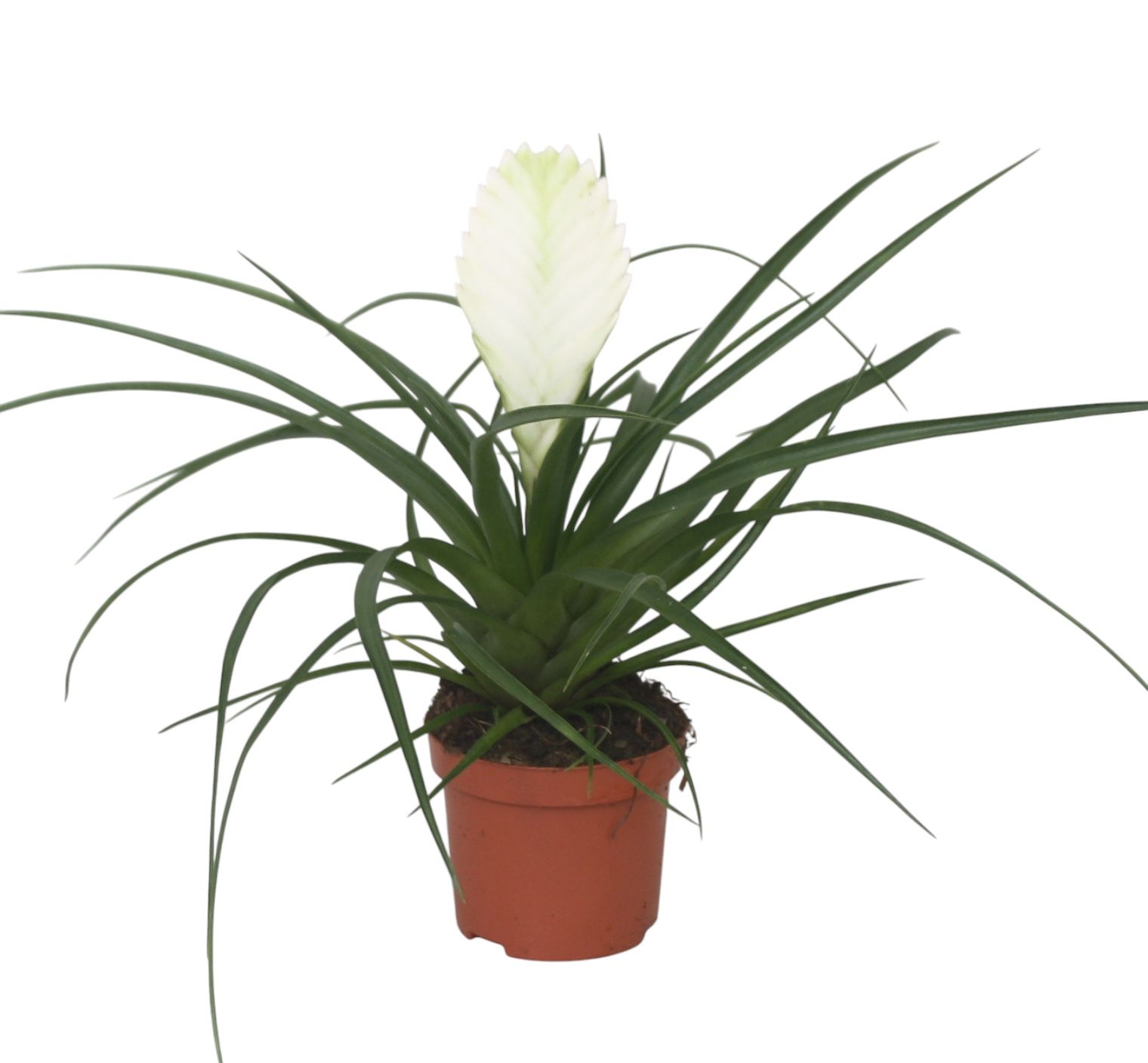 Tillandsia cyanea 'Biancini', D 9