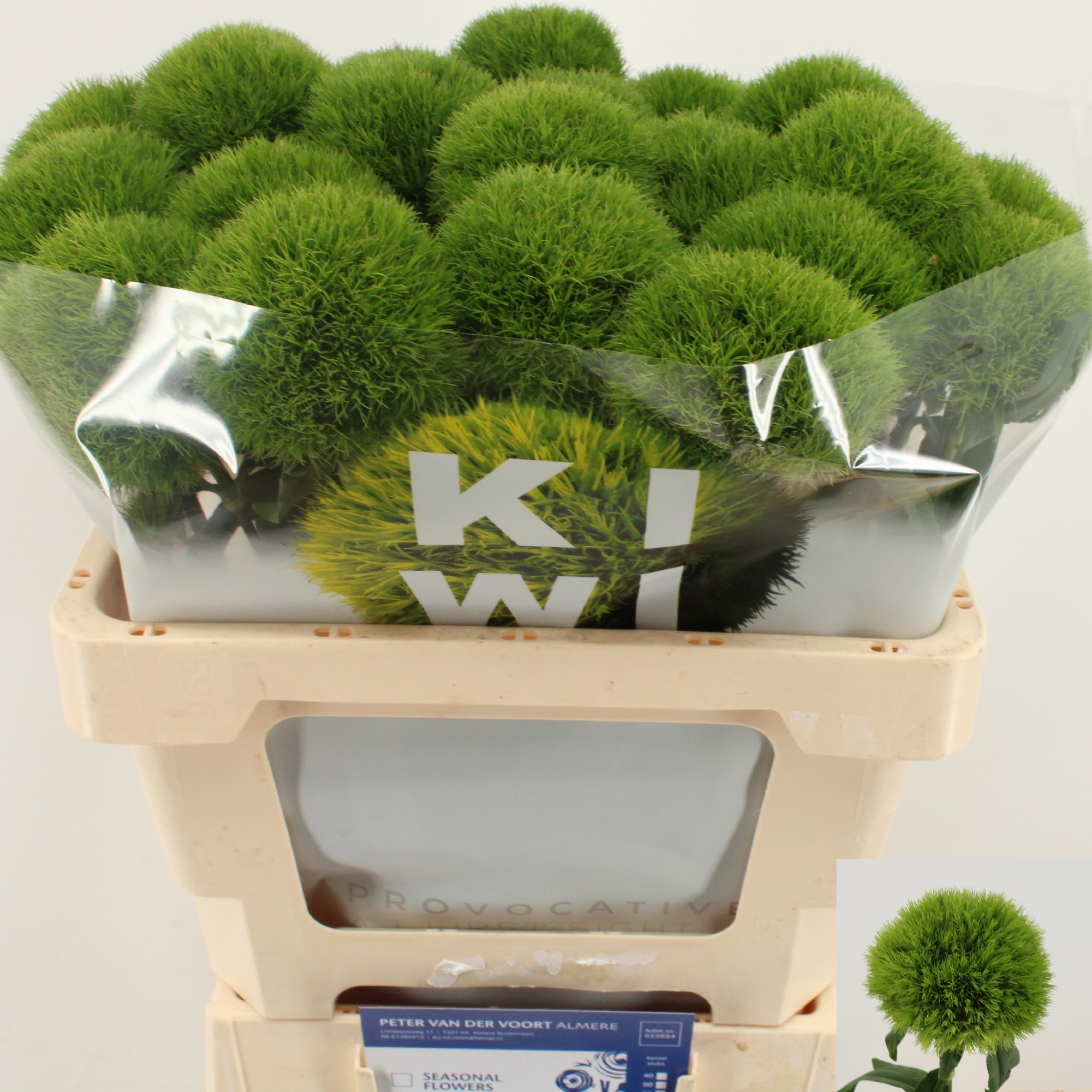 Диантус Барбатус Киви Меллоу 55, шт.