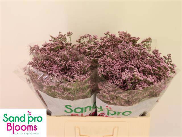 Лимониум Сафора Оши Пинк 50, шт.