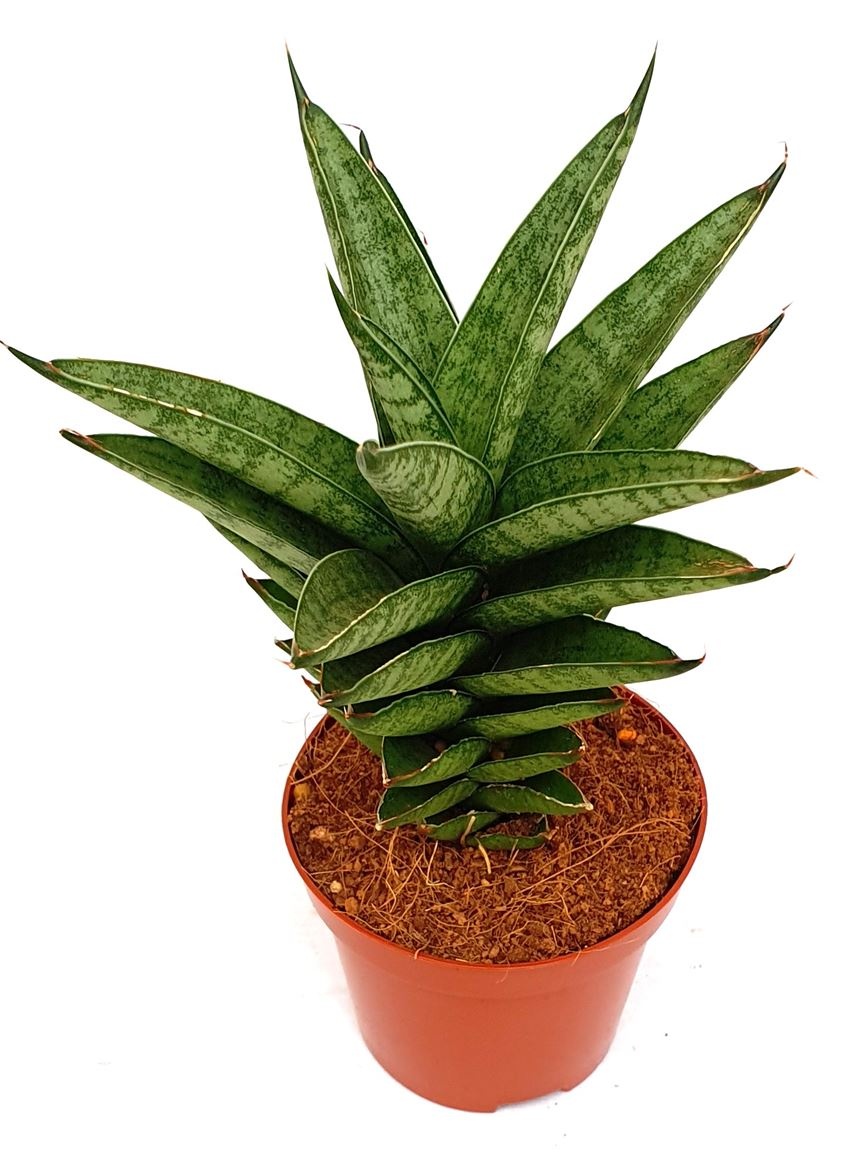 Sansevieria 'Pineapple', D 9
