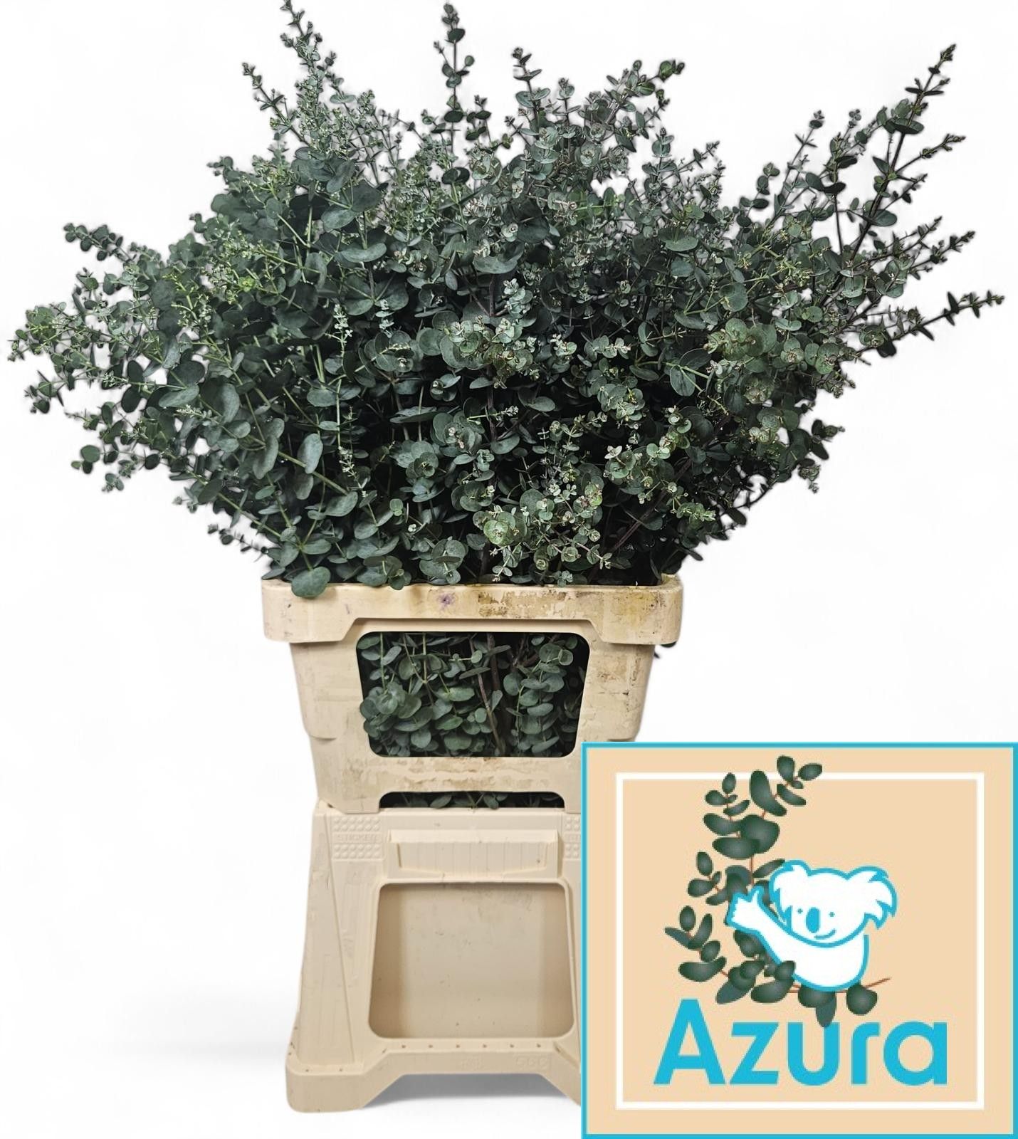 Эвкалипт Гунни Азура 85, шт.