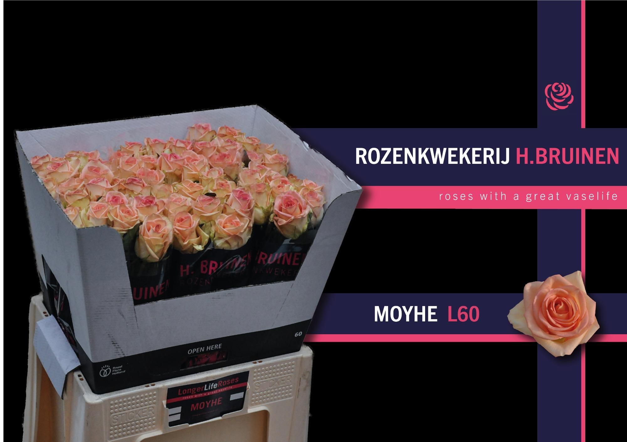 Роза од. Мое 60, шт.