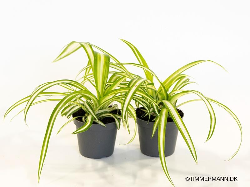 CHLOROPHYTUM COMOSUM, D 6