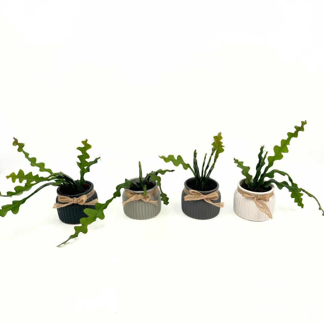 Mini Epiphyllum Anguliger "Fishbone Cactus" in special pot (EH2236), D 6 cm