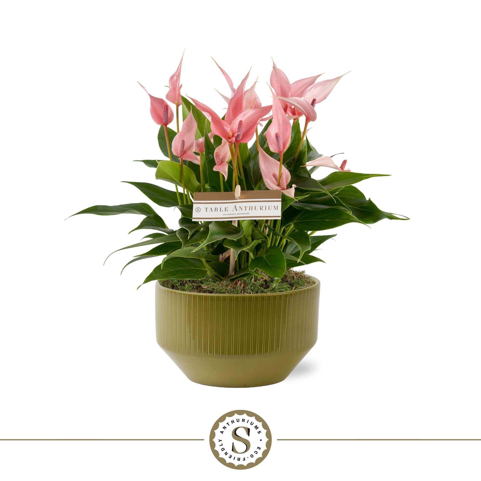 Table Anthurium Schaal Lilli in Lucca Green, D 17