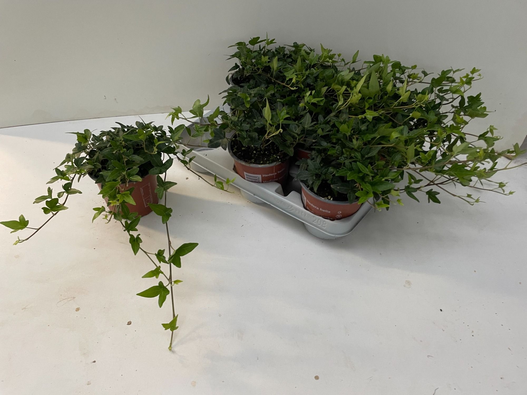 Hedera Shamrock 20cm, D 12