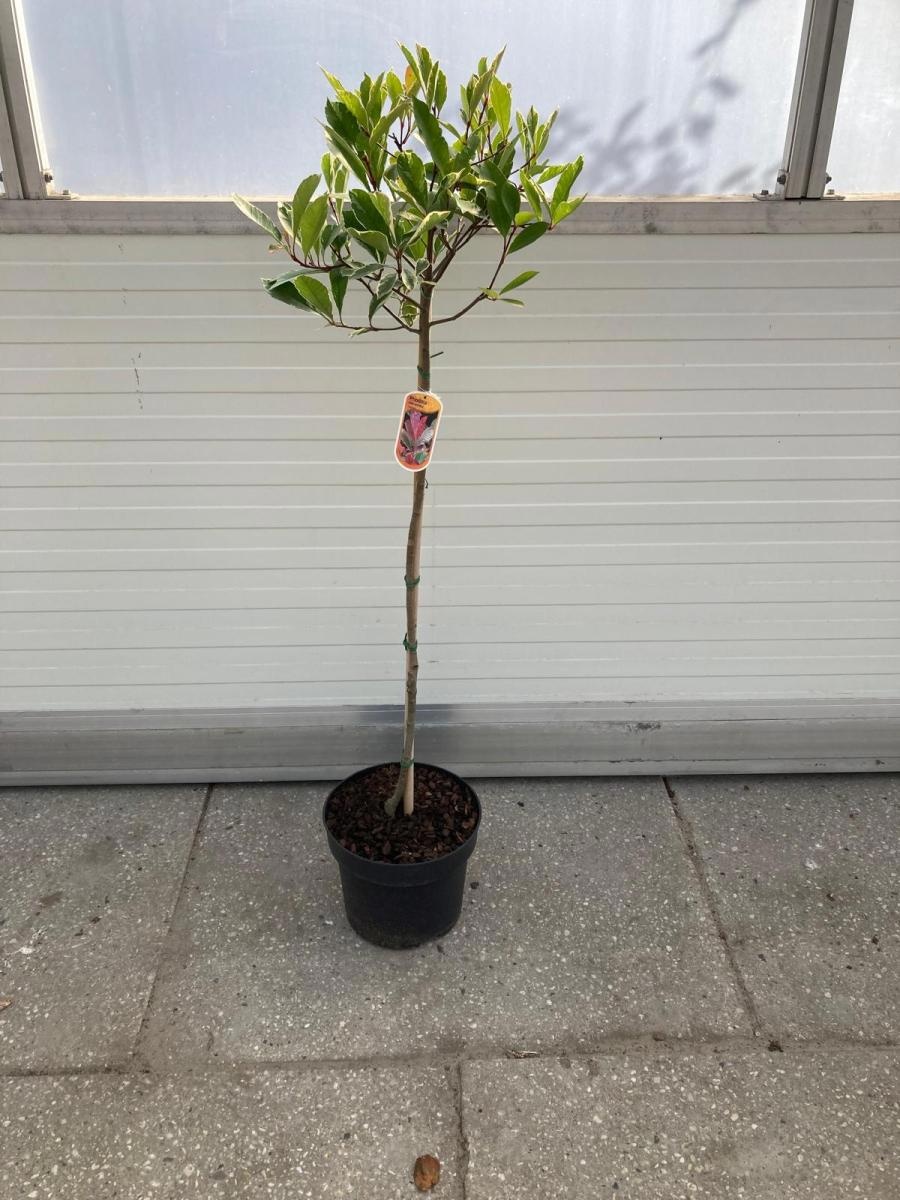 Photinia fraseri Pink Marble, kroon, D 29 cm